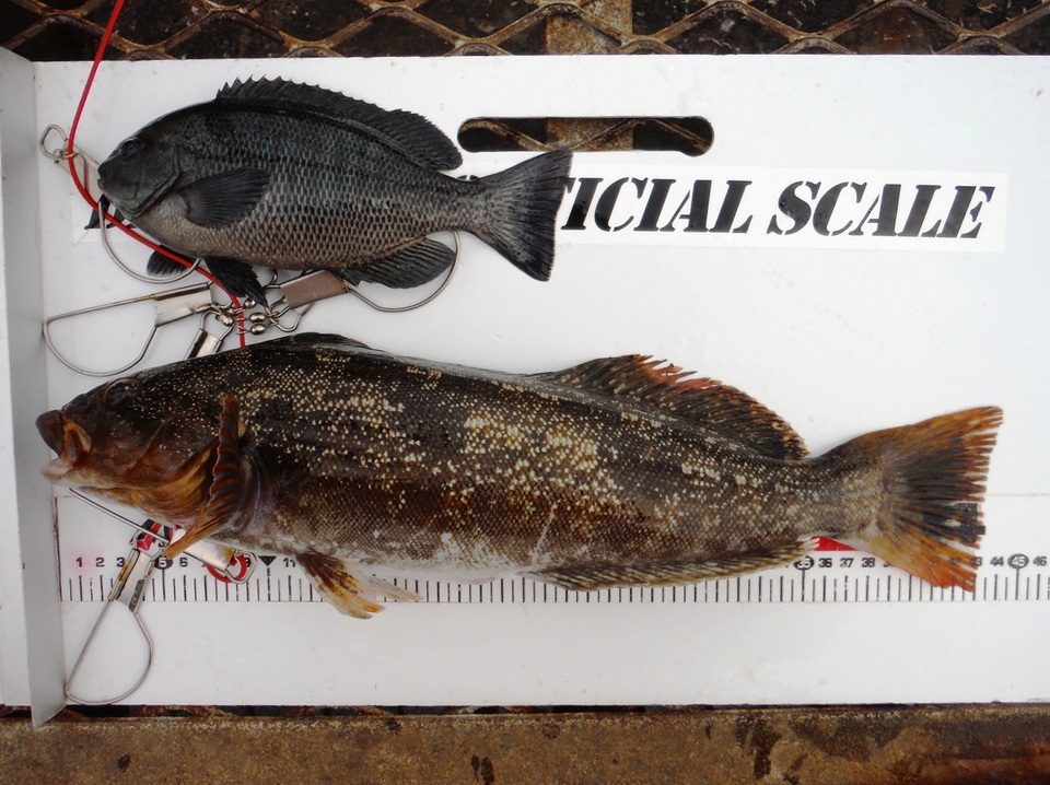 釣果情報 アイナメ カレイ カサゴ好調 11月28日横浜海釣り施設釣果釣具いちばん館