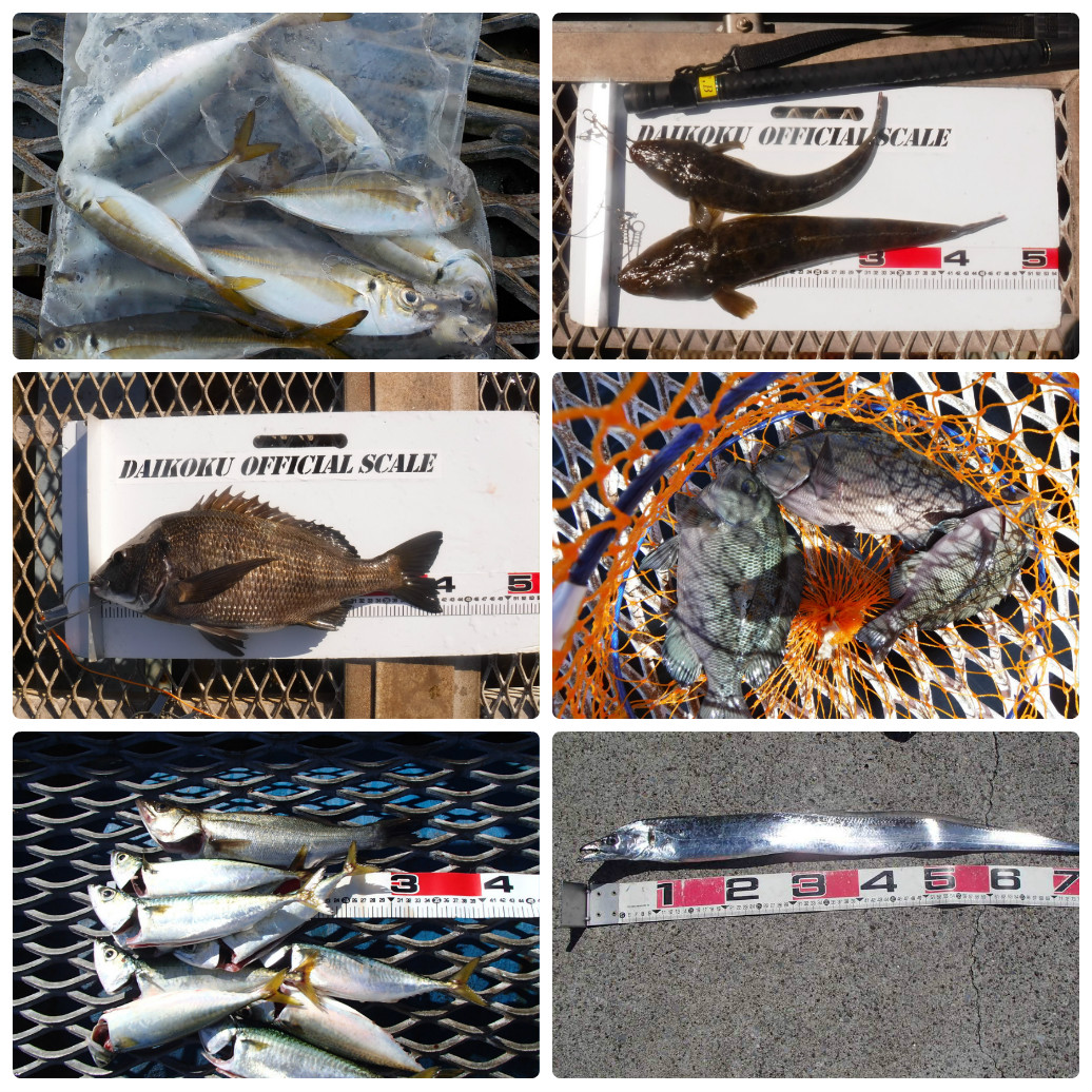 釣果情報 ドラゴン タチウオ 狙いで本牧海釣り公園に行きませんか 8月26日付け横浜海釣り公園施設釣果釣具いちばん館