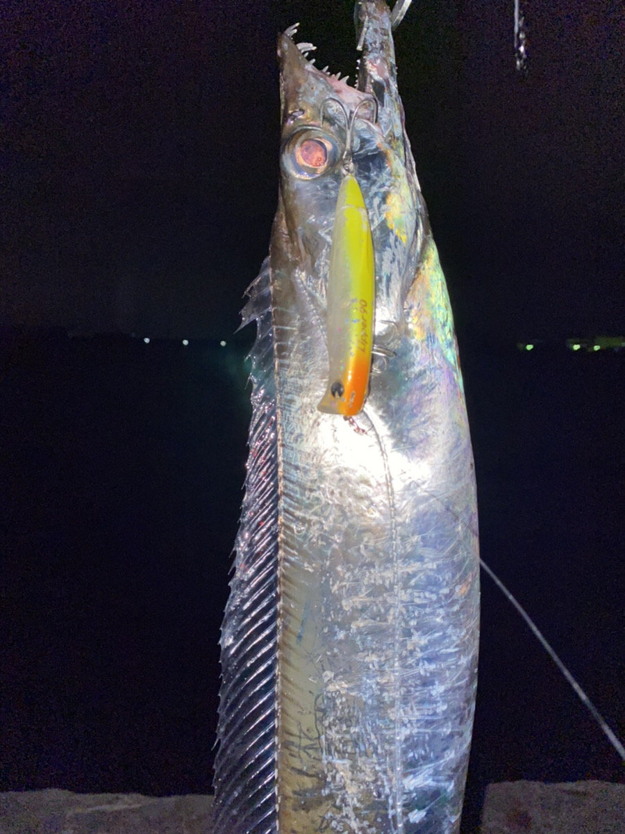 千葉の海にも太刀魚シーズン再来です 餌も仕掛けも置いてます 釣具いちばん館