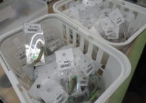 トラウトルアー