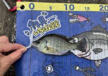 いちばん館オリジナルメジャーを使っての釣果報告