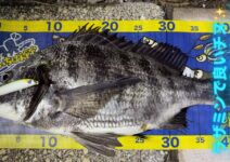 いちばん館オリジナルメジャーを使用した釣果情報