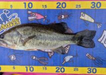 釣具いちばん館オリジナルメジャーを使っての釣果写真
