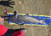 釣具いちばん館オリジナルメジャーを使っての釣果報告